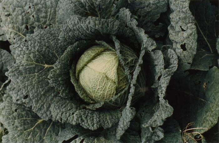 Untitled (Cabbage)