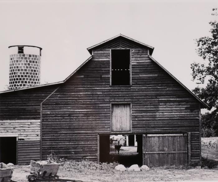 Barn and Silo with Cow in Doorway