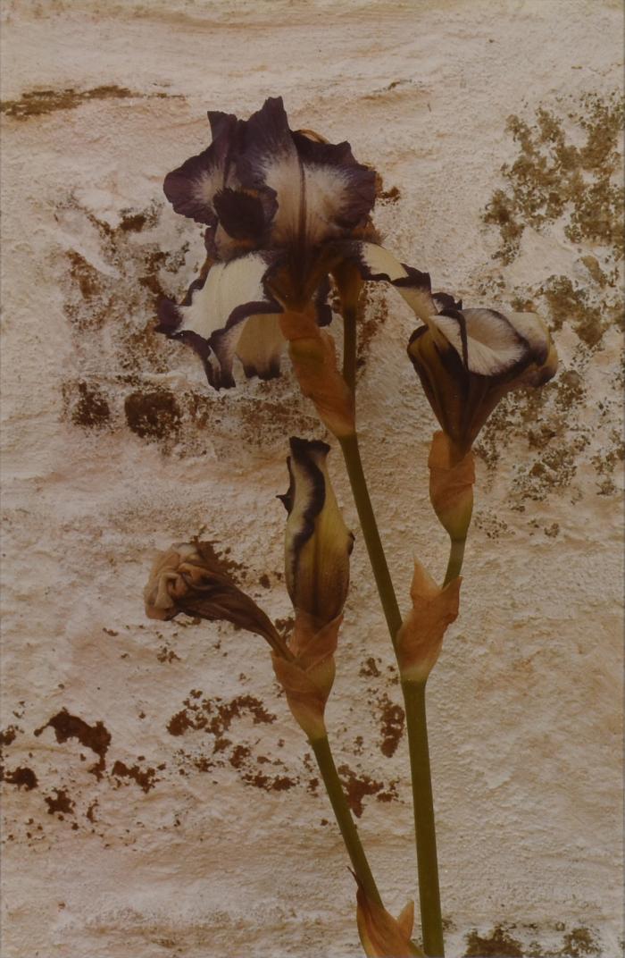 Untitled (Iris)