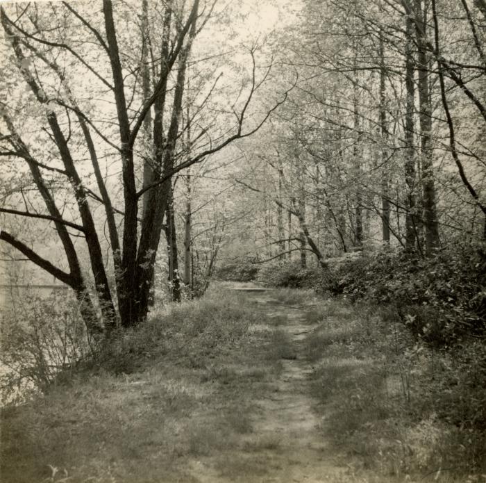 Black Mountain College 1952-1954 [Lake Eden campus woods]