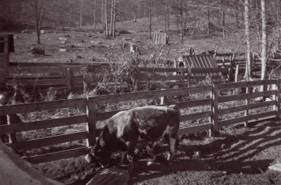 Cow grazing at college farm at the Lake Eden campus