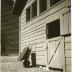 Untitled [Wheel barrow leaning against college barn]