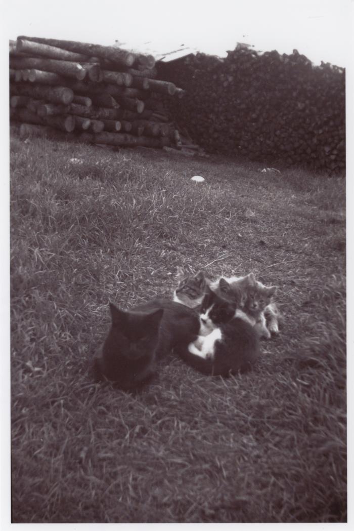 Farm cat and kittens at Lake Eden campus