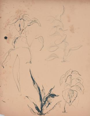 Untitled [Leaf Study]