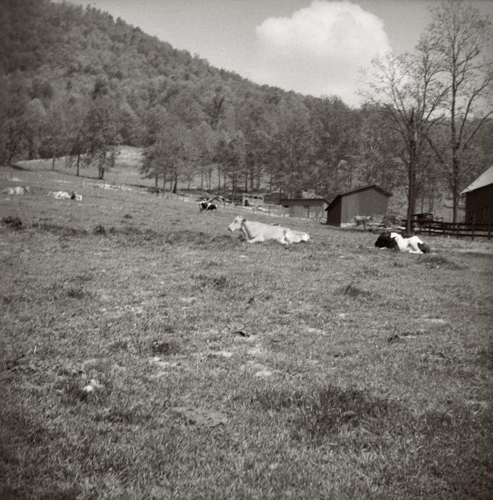 College Farm, Lake Eden Campus